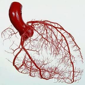 【ar优课】初中生物七年级下册《输送血液的泵-心脏》