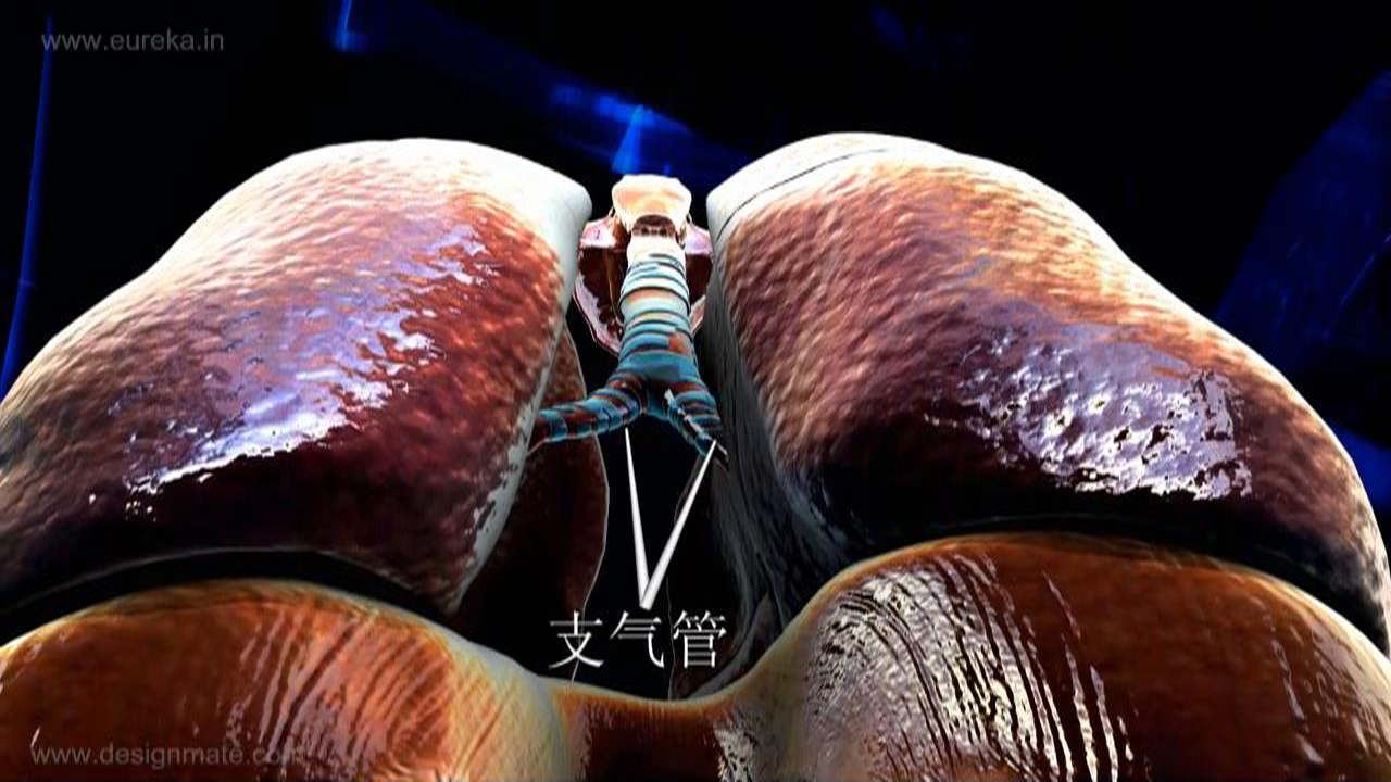 【VR 3D生物】呼吸系统